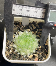 Load image into Gallery viewer, Haworthia Emerald Cloud Variegated
