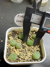 Load image into Gallery viewer, Conophytum concavum (each)
