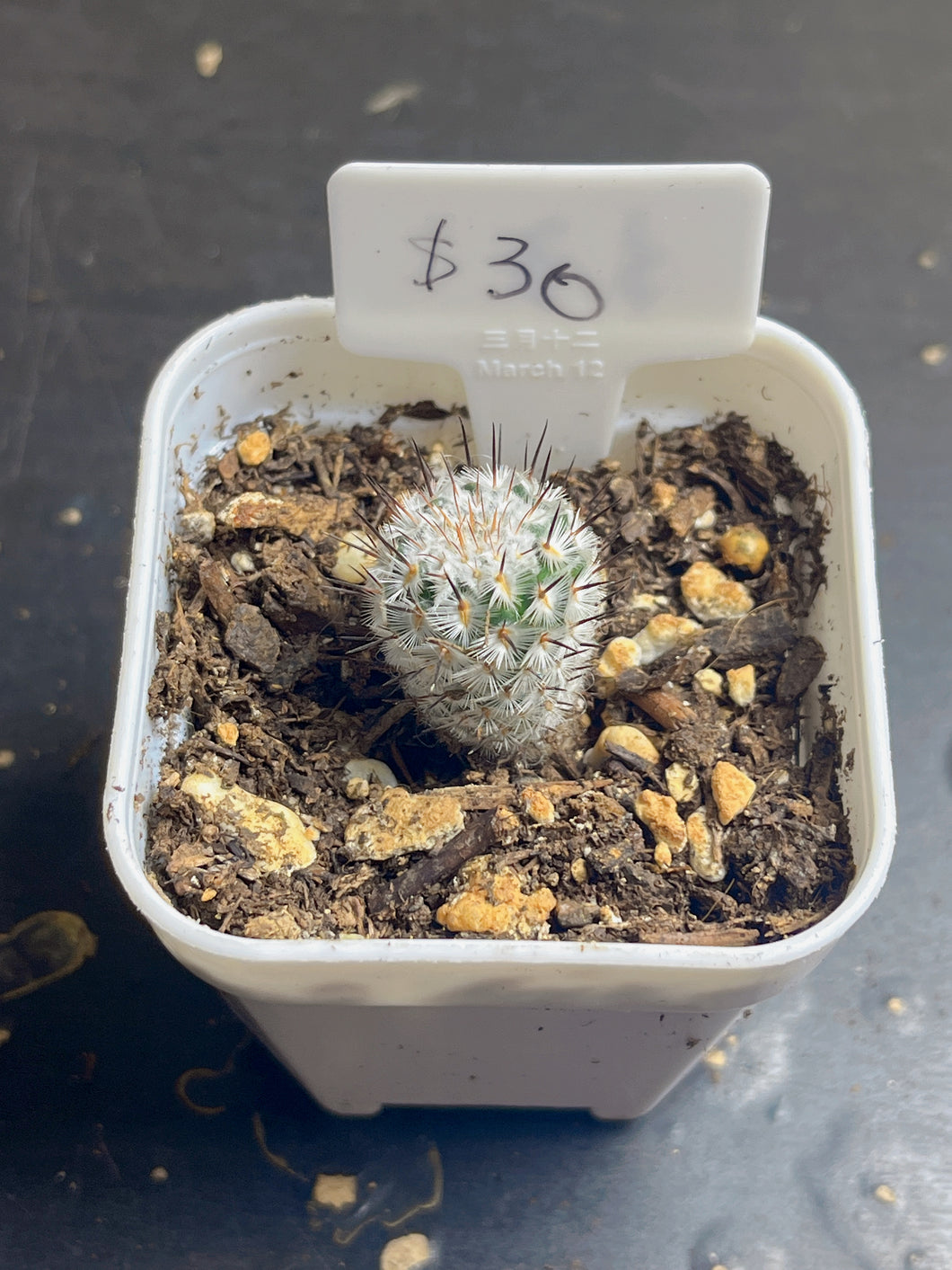 (C) Mammillaria perezdelarosae subs. andersoniana