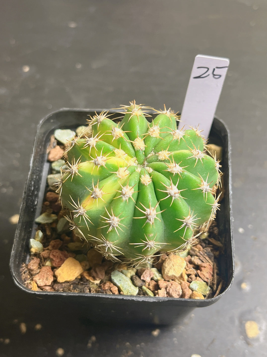 Echinopsis oxygona variegated