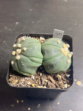 Load image into Gallery viewer, astrophytum asterias Double heads 1)
