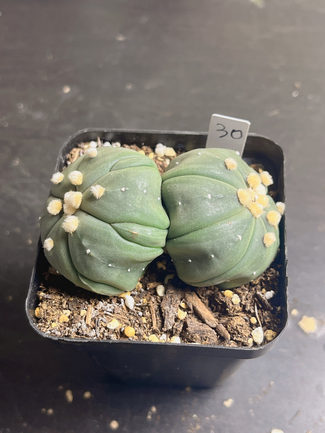 astrophytum asterias Double heads 1)