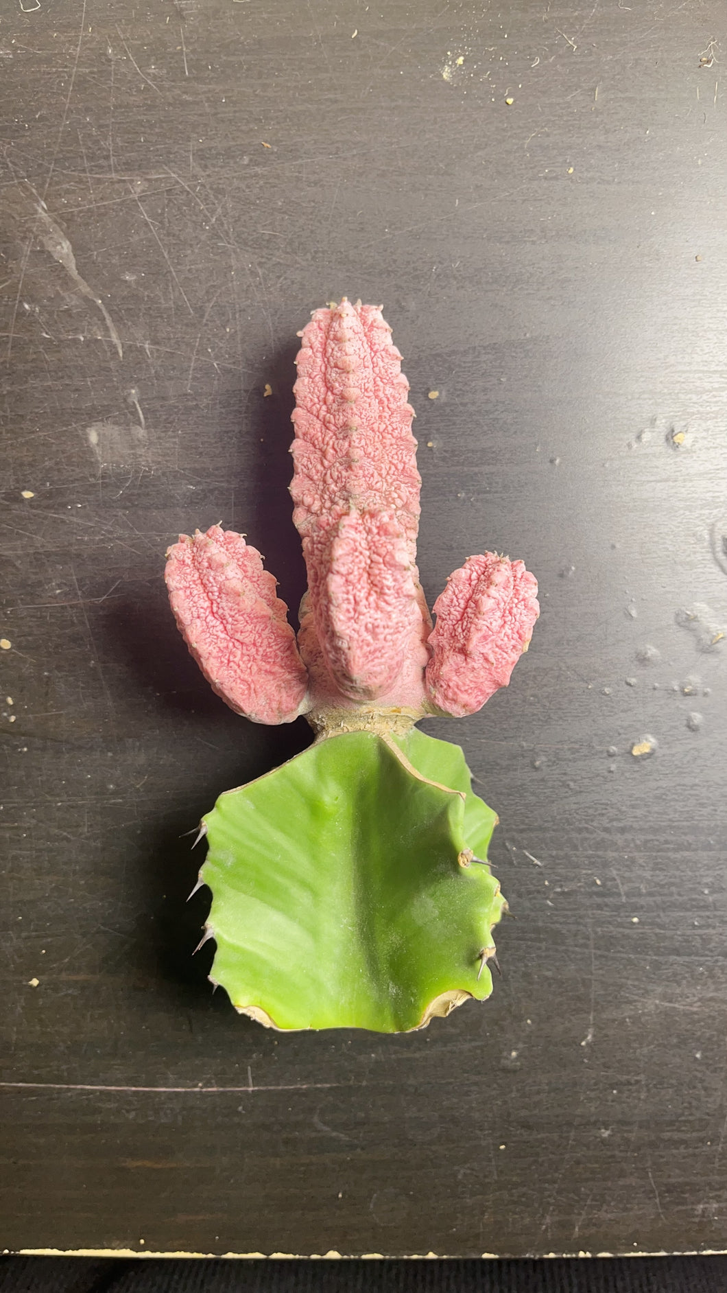 Euphorbia abdelkuri Variegated