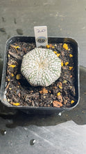 Load image into Gallery viewer, astrophytum asterias super kabuto
