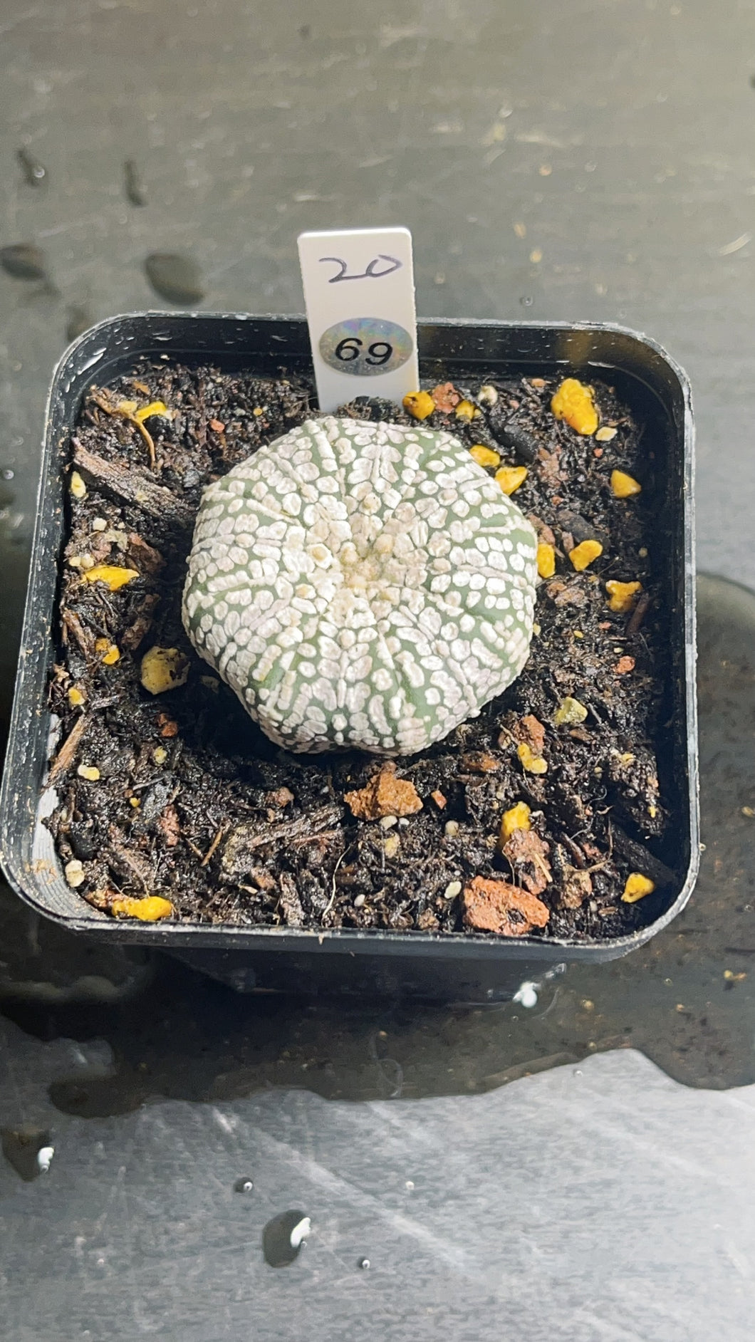 astrophytum asterias super kabuto