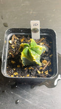 Load image into Gallery viewer, Astrophytum myriostigma variegated
