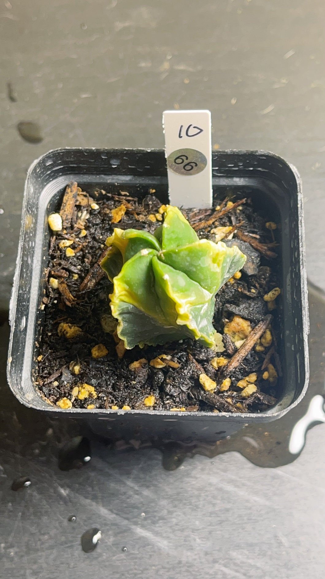 Astrophytum myriostigma variegated