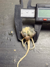 Load image into Gallery viewer, Haworthia obtusa variegated
