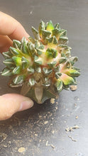 Load image into Gallery viewer, ariocarpus kotschoubeyanus
