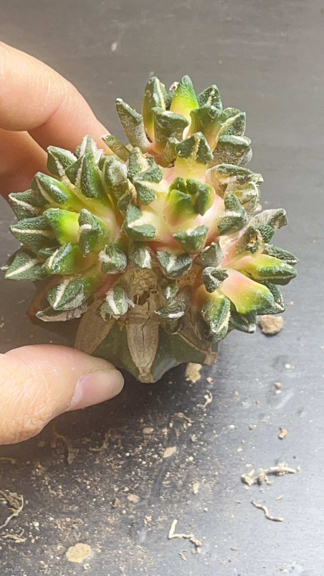 ariocarpus kotschoubeyanus