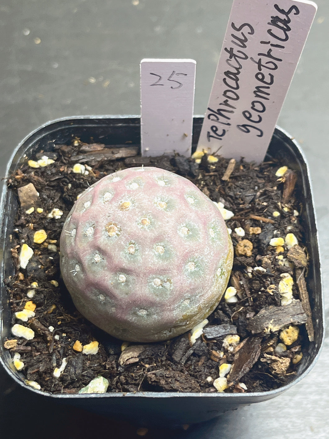 Tephrocactus geometricus