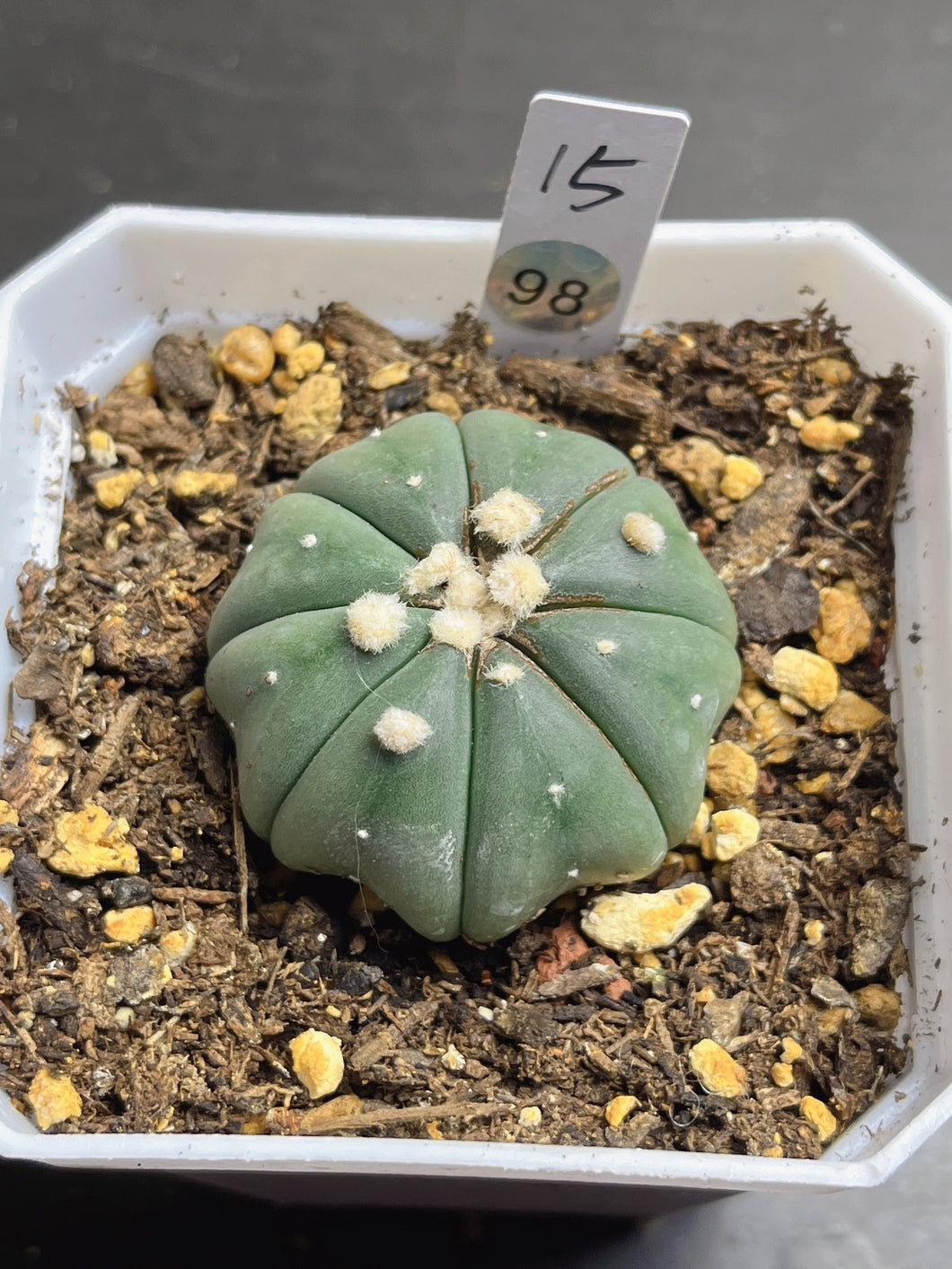 astrophytum asterias 98