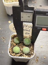 Load image into Gallery viewer, conophytum calculus（each）
