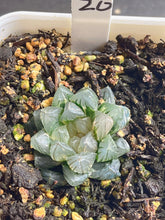 Load image into Gallery viewer, HAWORTHIA BLACK OB VARIEGATED NEON VARIEGATED
