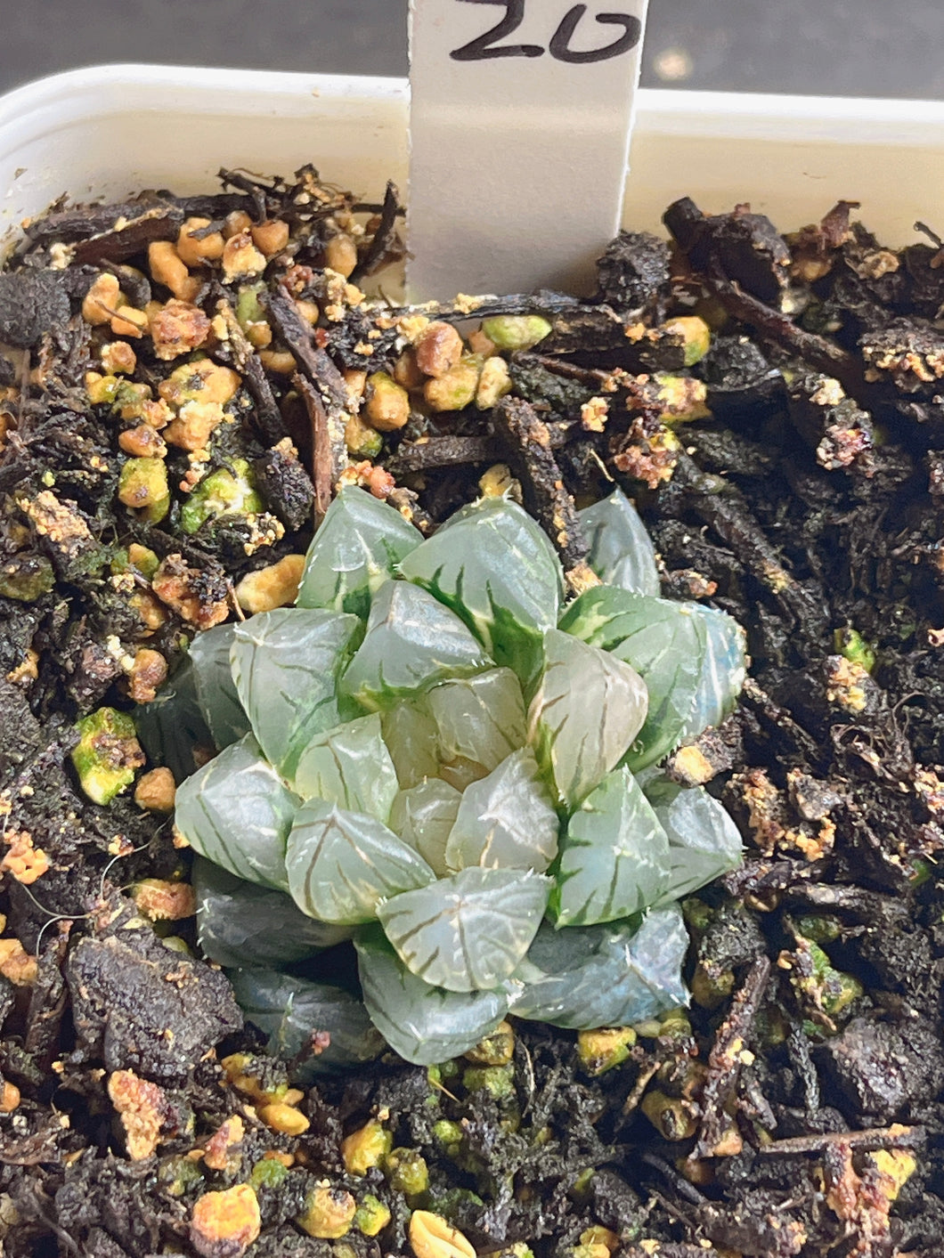 HAWORTHIA BLACK OB VARIEGATED NEON VARIEGATED