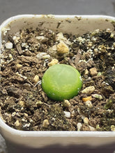 Load image into Gallery viewer, conophytum ratum 
