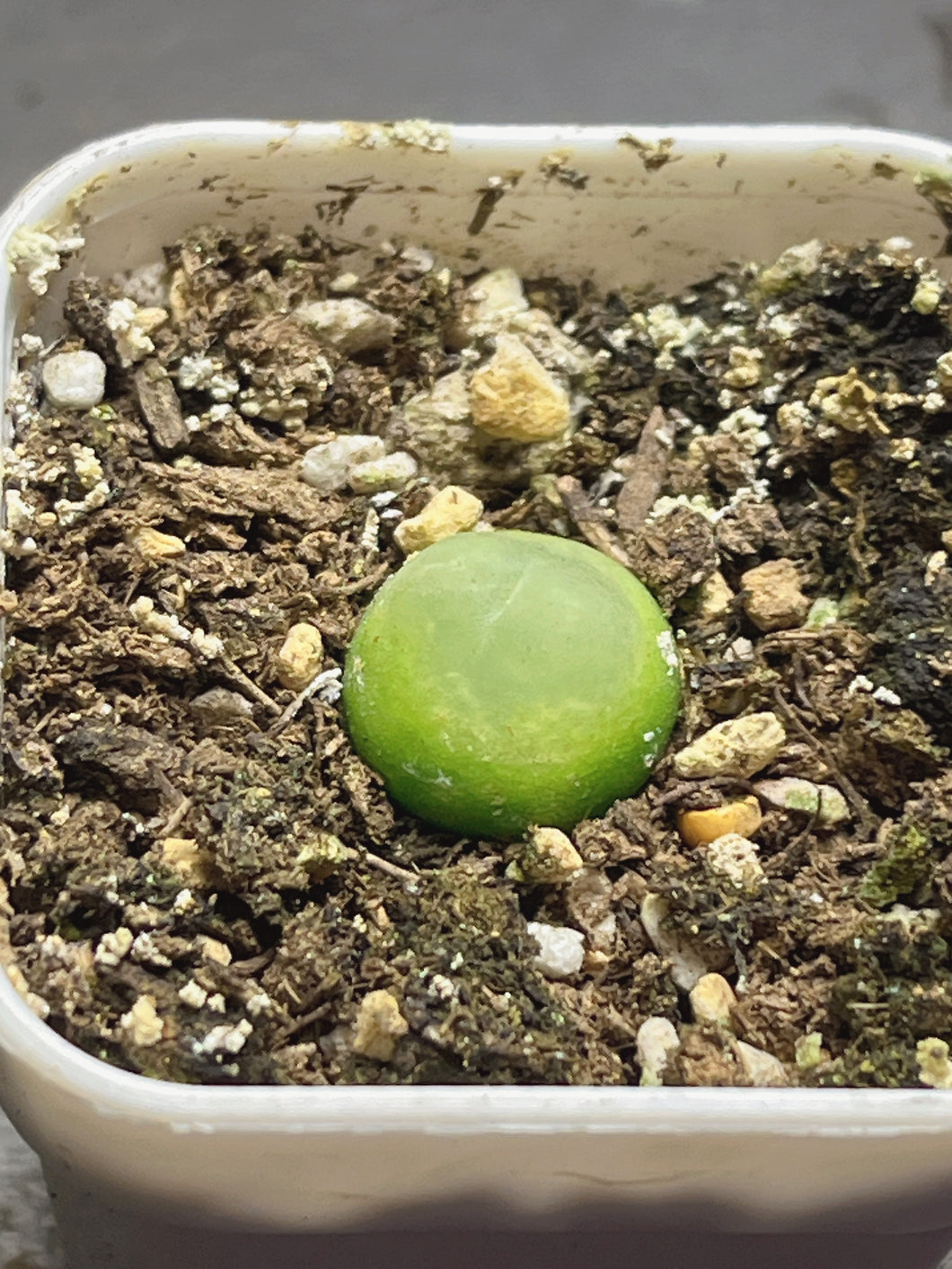 conophytum ratum 