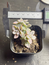 Load image into Gallery viewer, Graptoveria Mrs Richards Variegata
