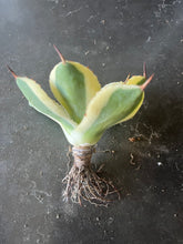 Load image into Gallery viewer, agave potatorum trade wind marginata varigated
