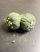 Load image into Gallery viewer, astrophytum asterias Double heads 2)
