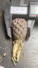 Load image into Gallery viewer, Copiapoa cactus
