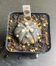 Load image into Gallery viewer, astrophytum asterias
