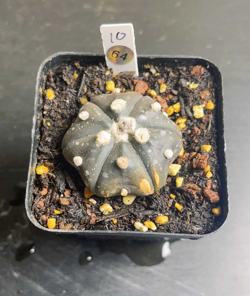 astrophytum asterias