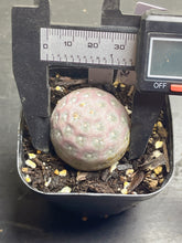 Load image into Gallery viewer, Tephrocactus geometricus
