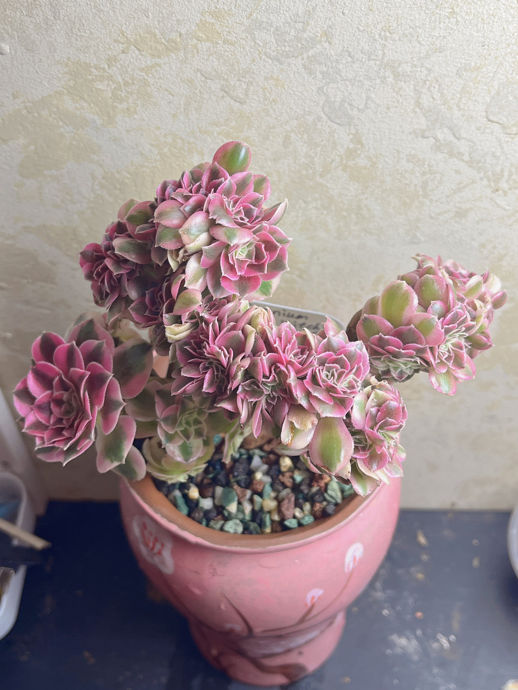 Aeonium 'pink witch' crested