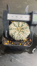 Load image into Gallery viewer, Astrophytum asterias
