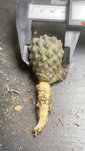 Load image into Gallery viewer, Copiapoa cactus
