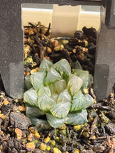 Load image into Gallery viewer, HAWORTHIA BLACK OB VARIEGATED NEON VARIEGATED
