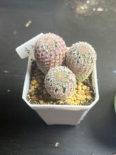 Load image into Gallery viewer, Echinocereus rigidissimus var.
