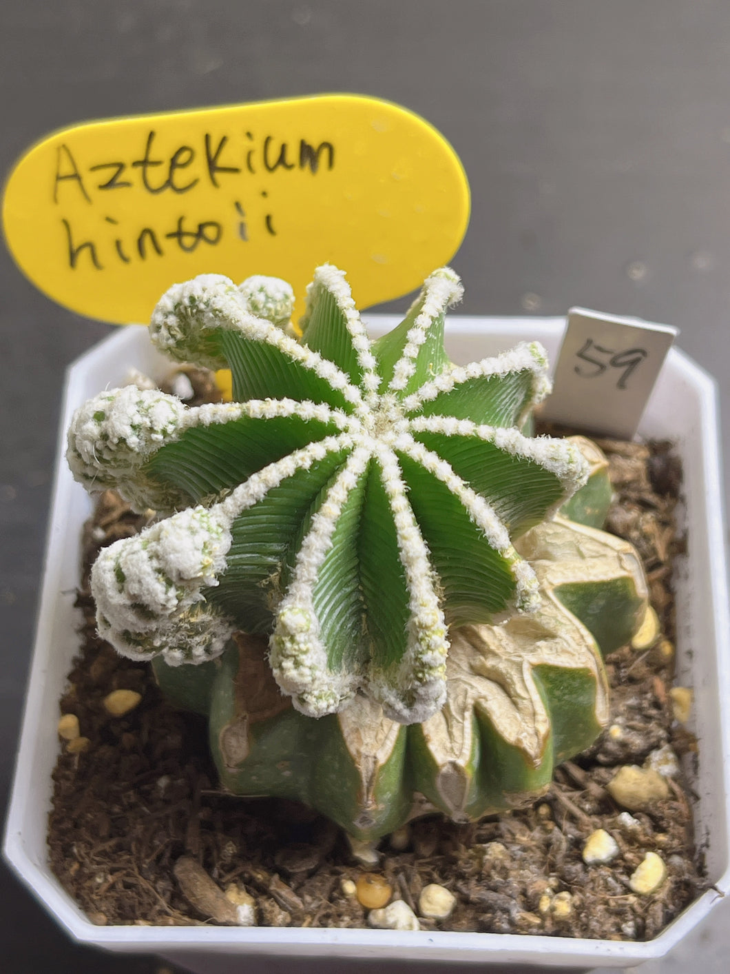 Aztekium hintonii