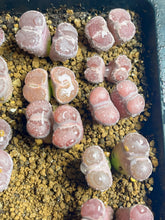 Load image into Gallery viewer, Salicola Lithops
