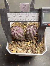 Load image into Gallery viewer, Copiapoa cactus
