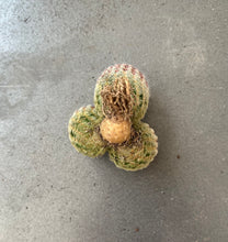 Load image into Gallery viewer, Echinocereus rigidissimus var.
