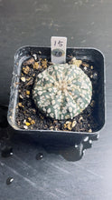 Load image into Gallery viewer, astrophytum asterias
