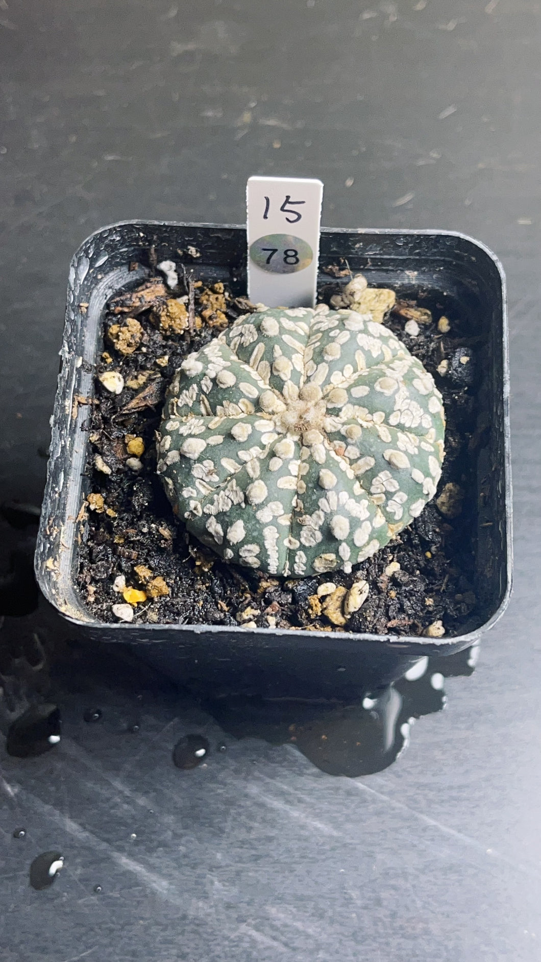 astrophytum asterias