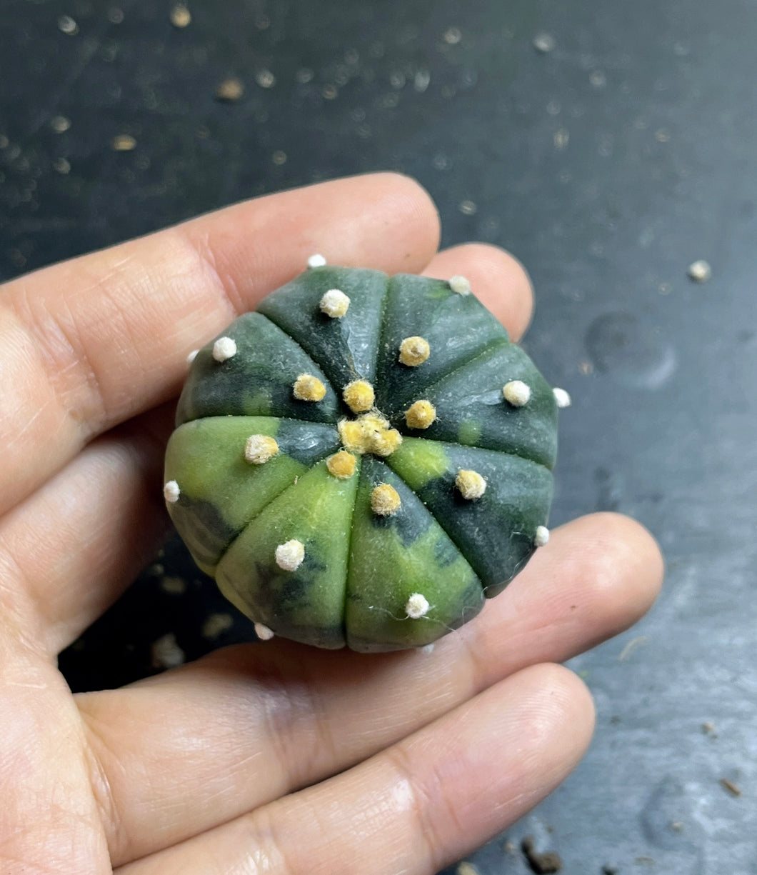 Astrophytum asterias Variegated