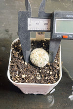 Load image into Gallery viewer, Astrophytum asterias super kabuki
