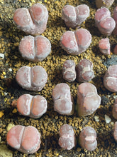 Load image into Gallery viewer, Salicola Lithops
