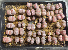 Load image into Gallery viewer, Salicola Lithops
