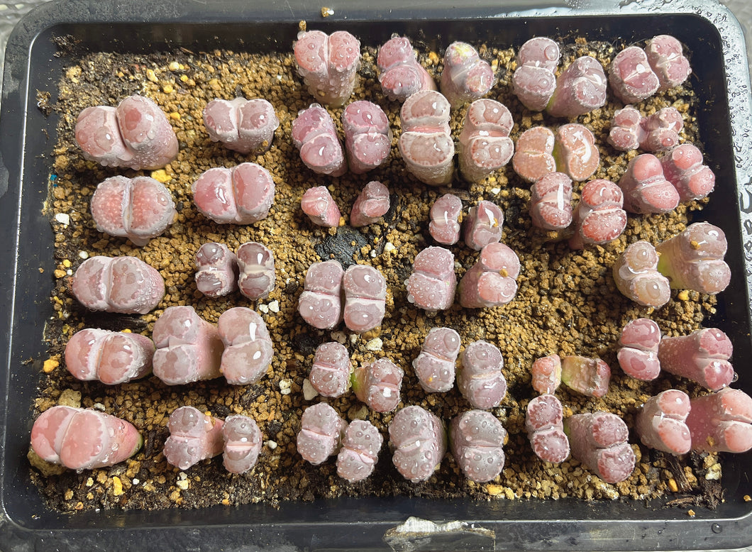 Salicola Lithops