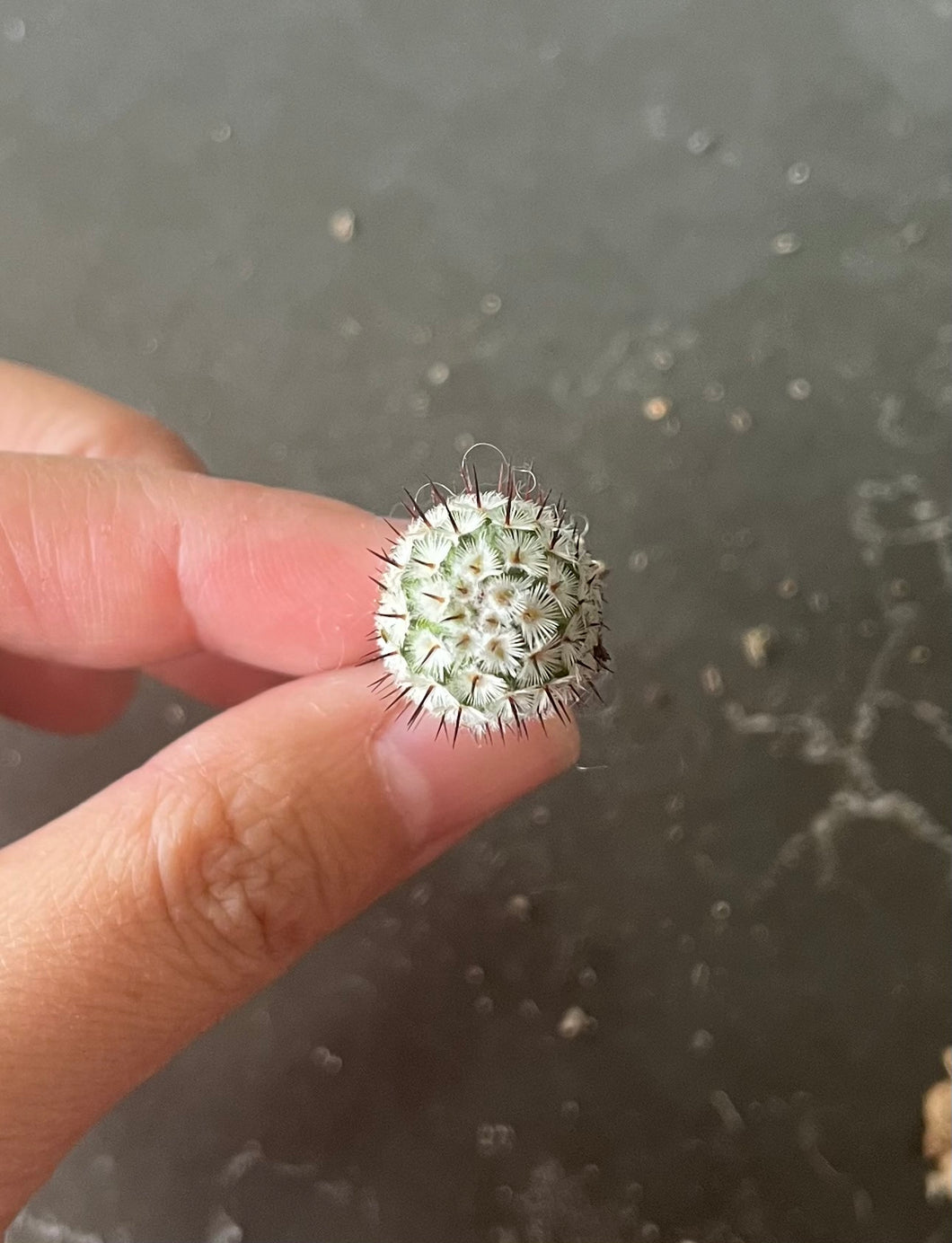 (B)Mammillaria perezdelarosae subs. andersoniana