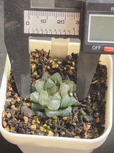 Load image into Gallery viewer, HAWORTHIA BLACK OB VARIEGATED NEON VARIEGATED
