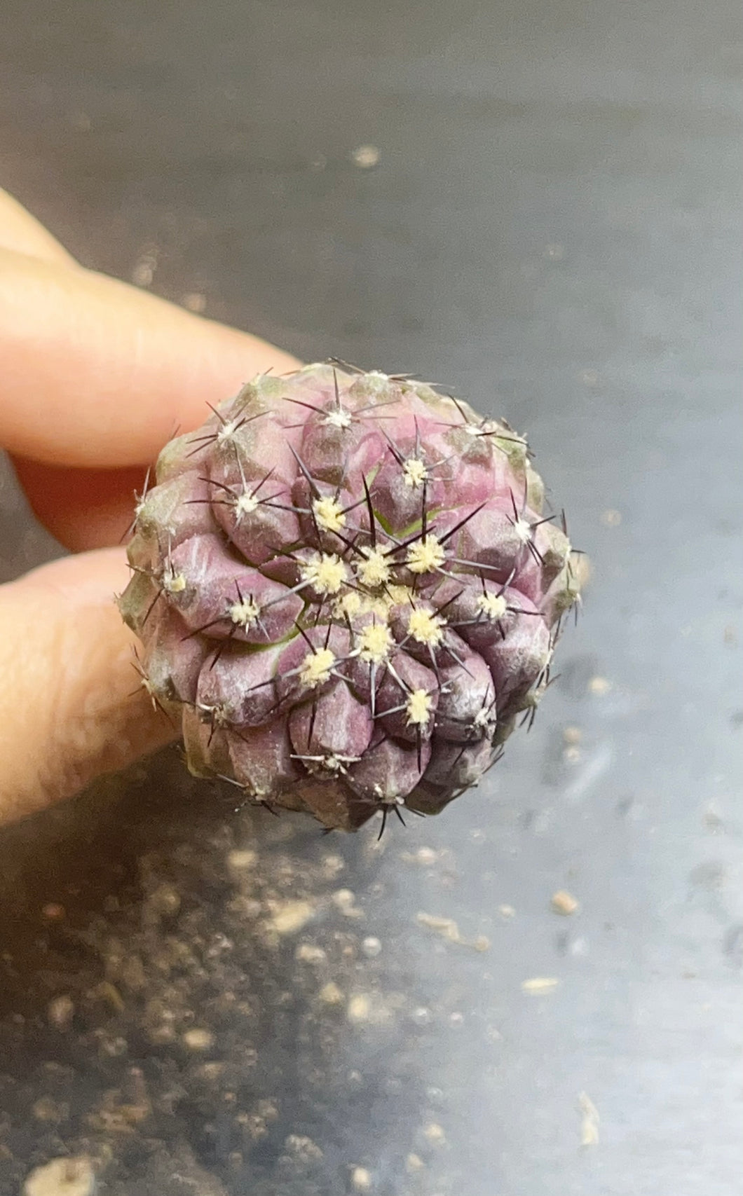 Copiapoa cactus