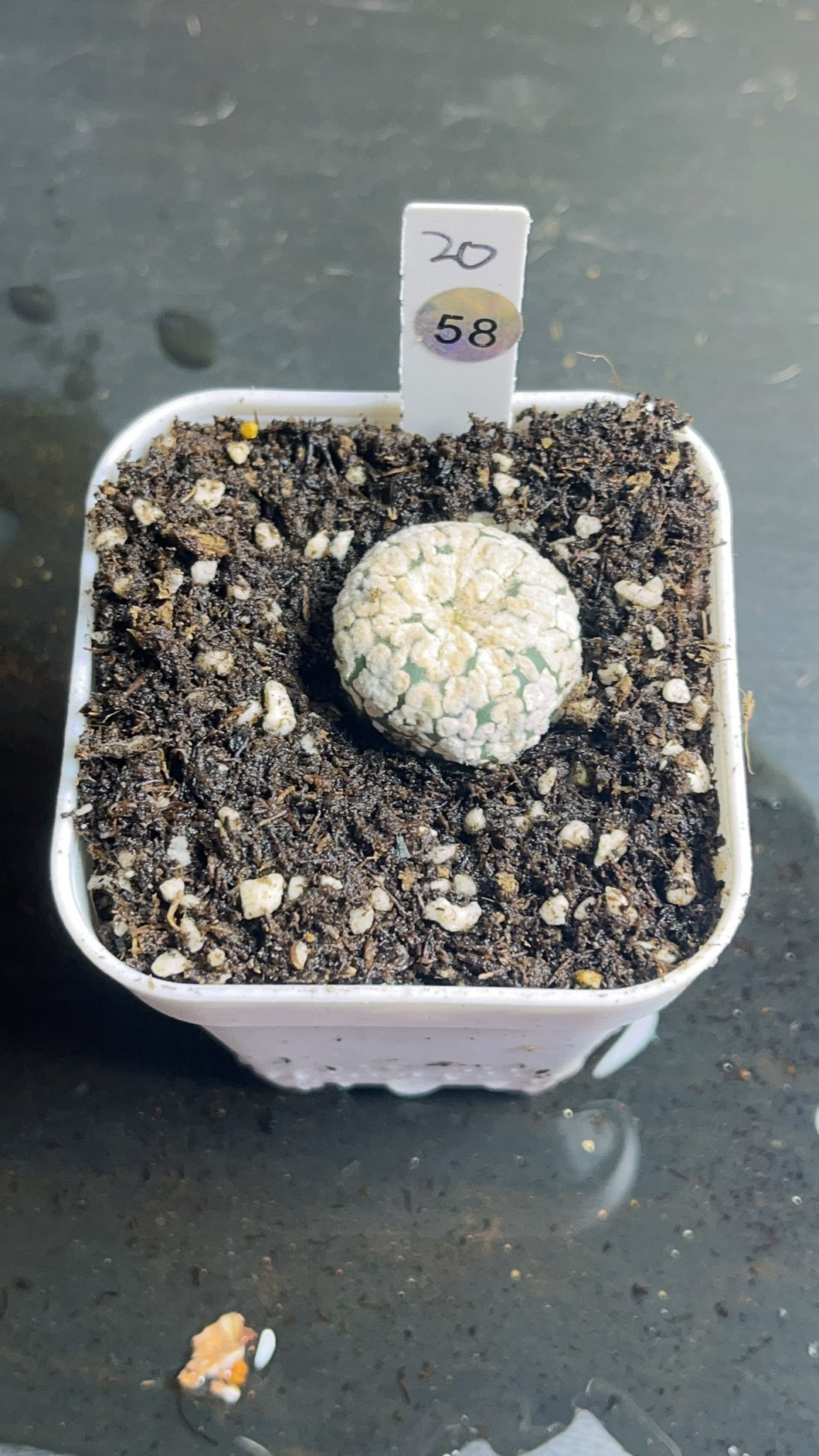 Astrophytum asterias super kabuki