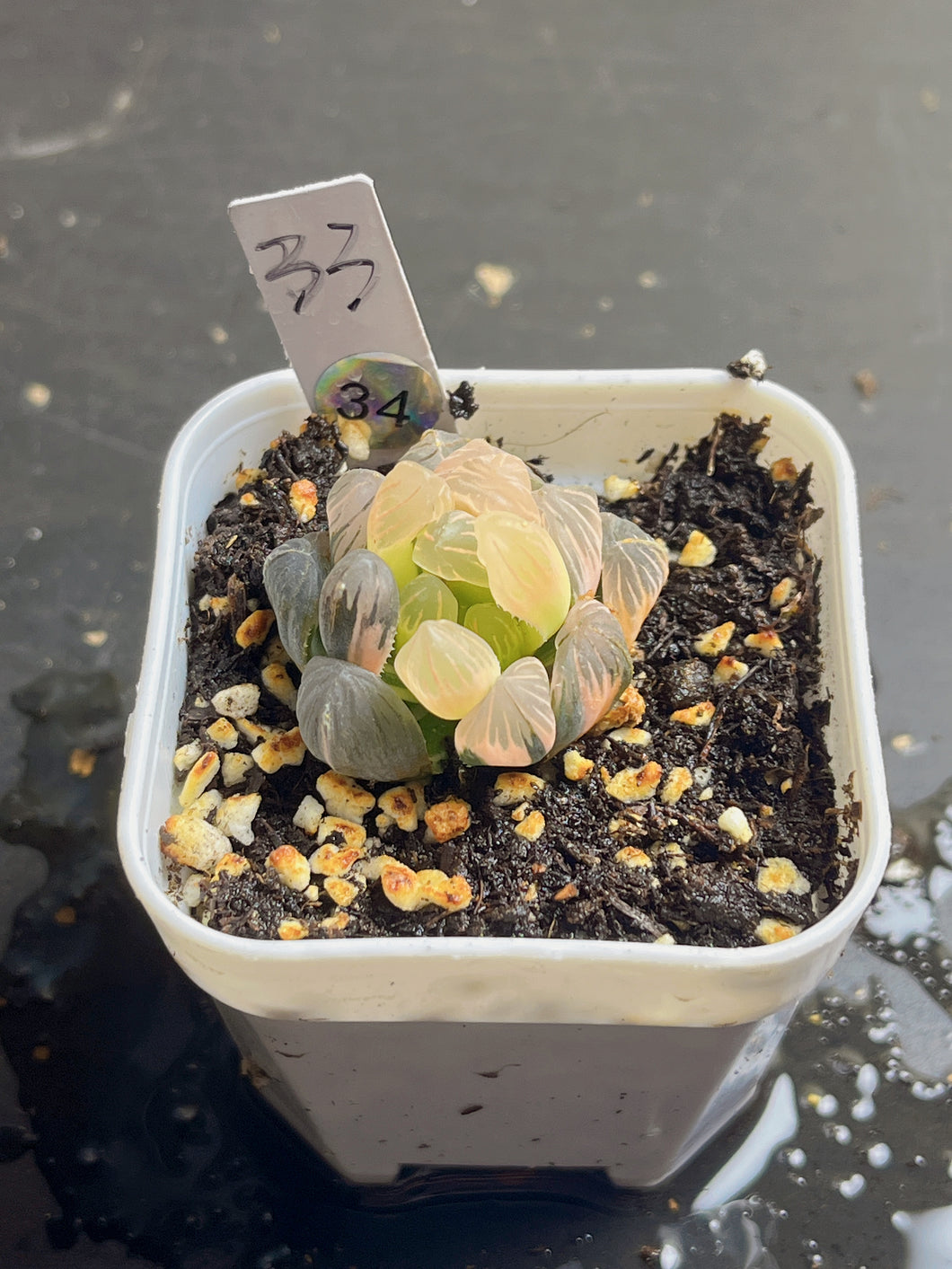 Haworthia obtusa variegated 34