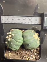 Load image into Gallery viewer, astrophytum asterias Double heads 1)
